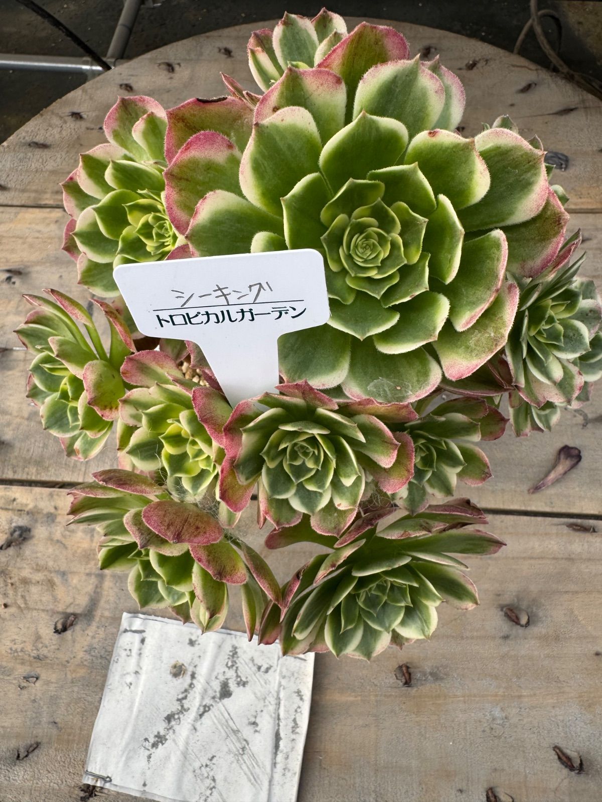 シーキング アエオニウム 多肉植物 トロピカルガーデン - メルカリ