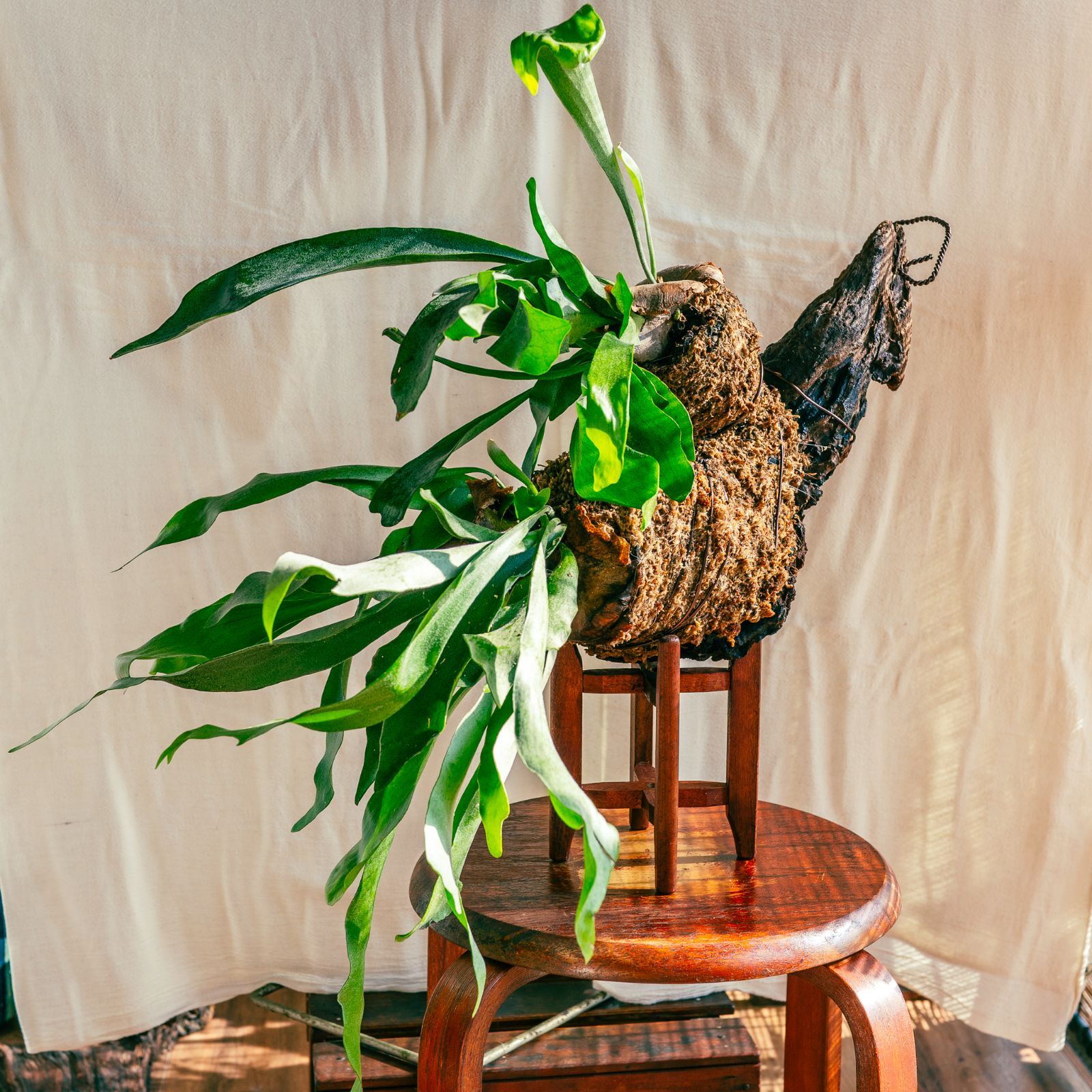 🐛蛹から孵るオバケビカクシダ】𖣔 ビカクシダ・アルシコルネ