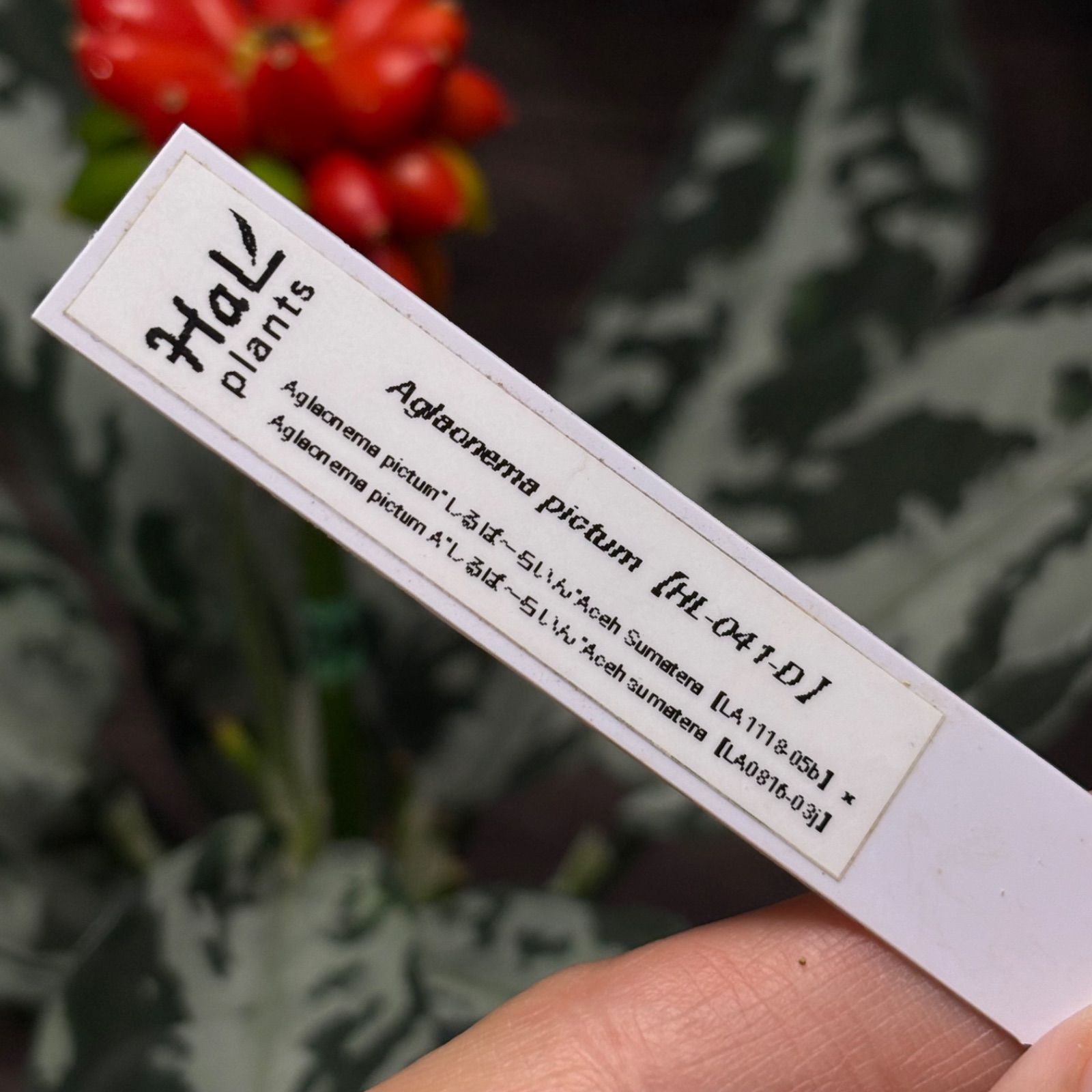 アグラオネマ ピクタム 種1粒 - メルカリ