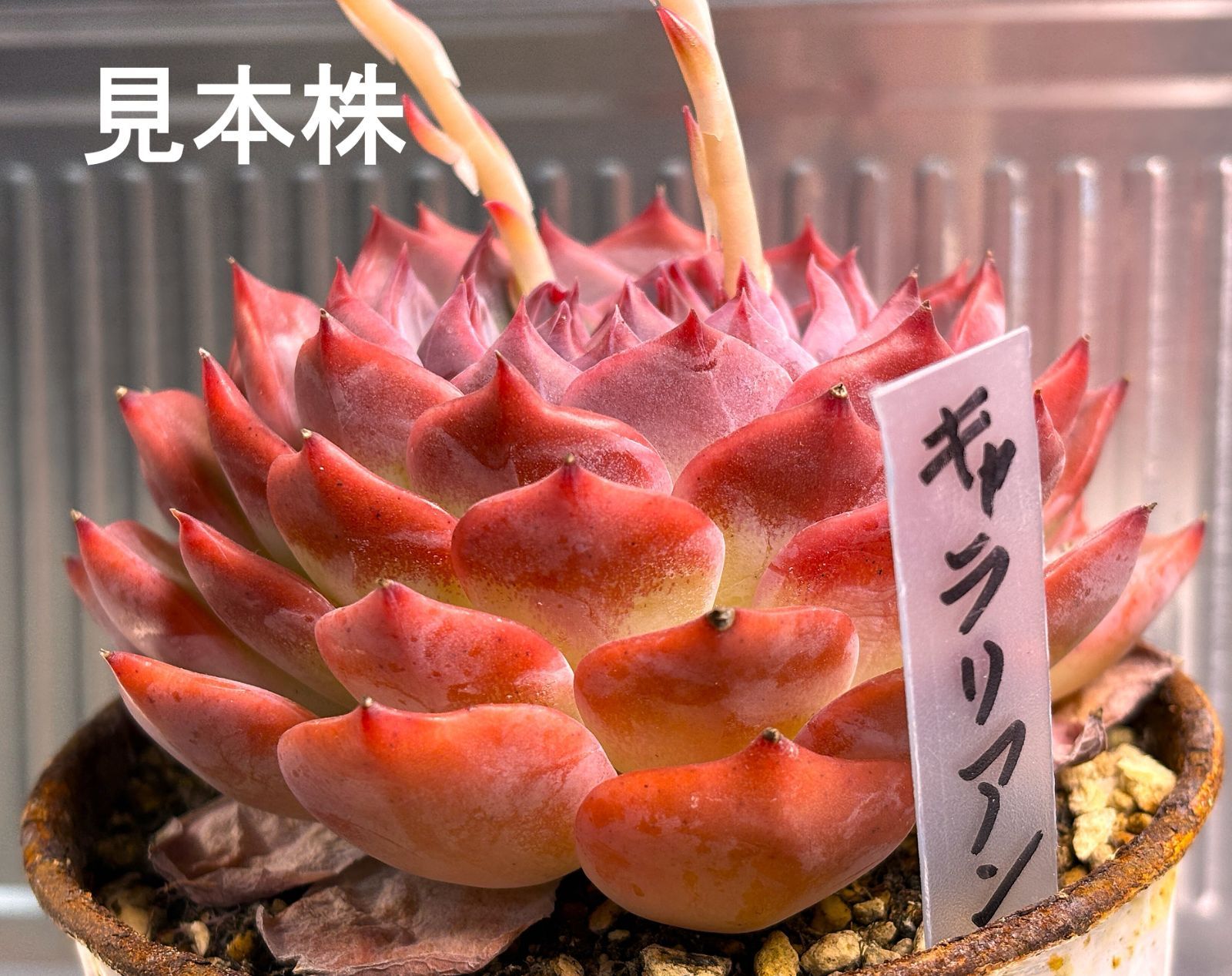 エケベリア キャラリアンNo2 抜き苗 約10cm（第4種郵便・速達＋300円