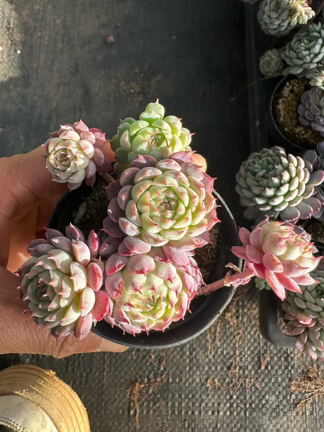 多肉植物 Z3040 リトルレッドコートハイブリッド 50株 抜き苗