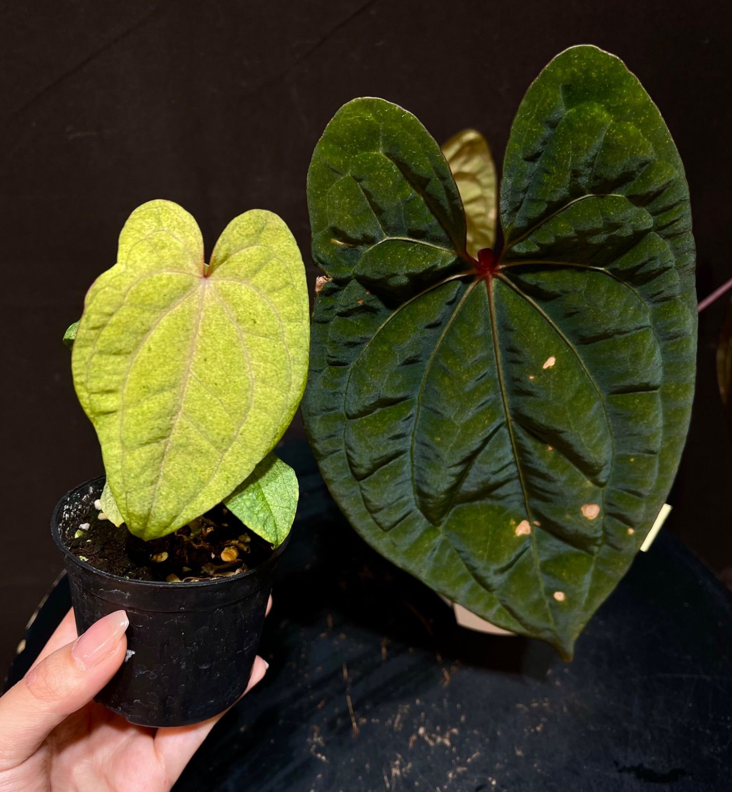 実生変異mint斑入り】アンスリウム レッドベインダークフェニックス