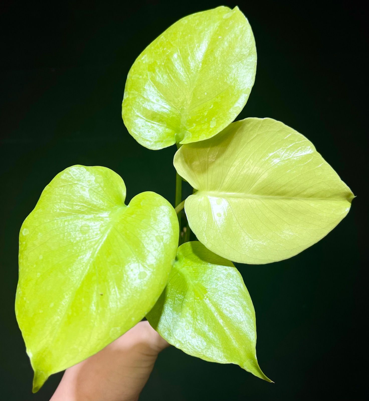 Monstera Deliciosa Super Golden モンステラ デリシオーサ黄金葉