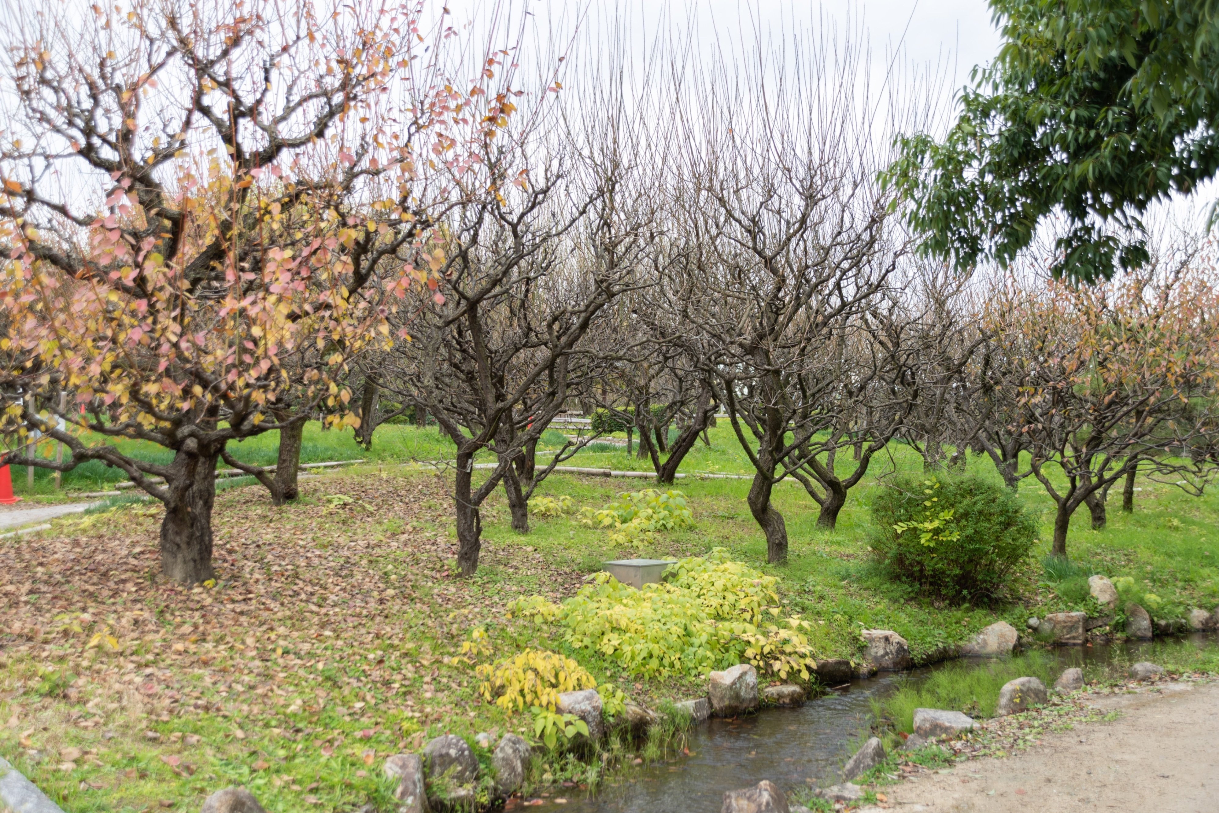 Ai AF Zoom-Nikkor 24-85mm f/2.8-4D IF レンズ購入後レビュー。万博