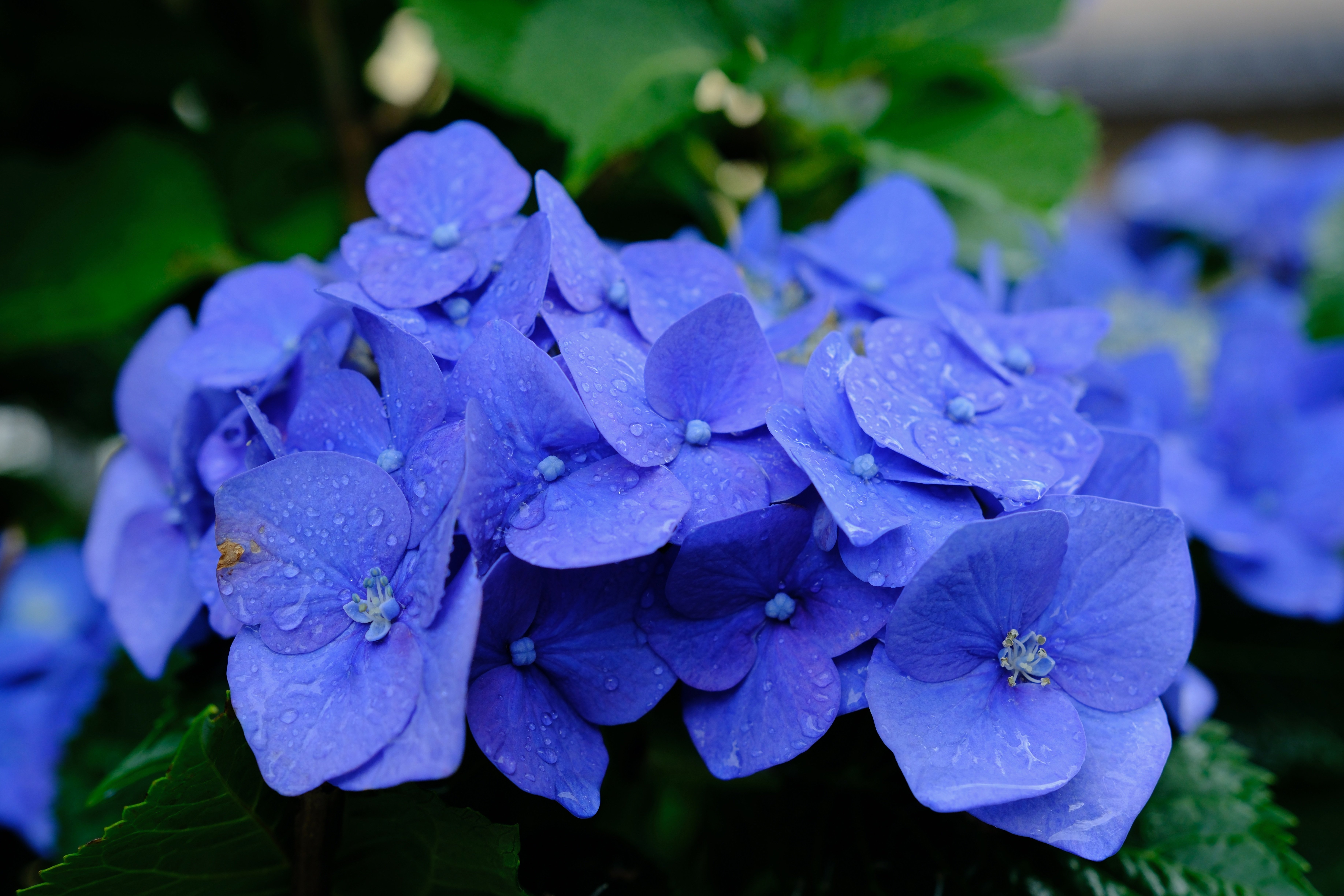 X-H2で紫陽花をいろいろ撮ってみる（素人がプロなるための260週の記録