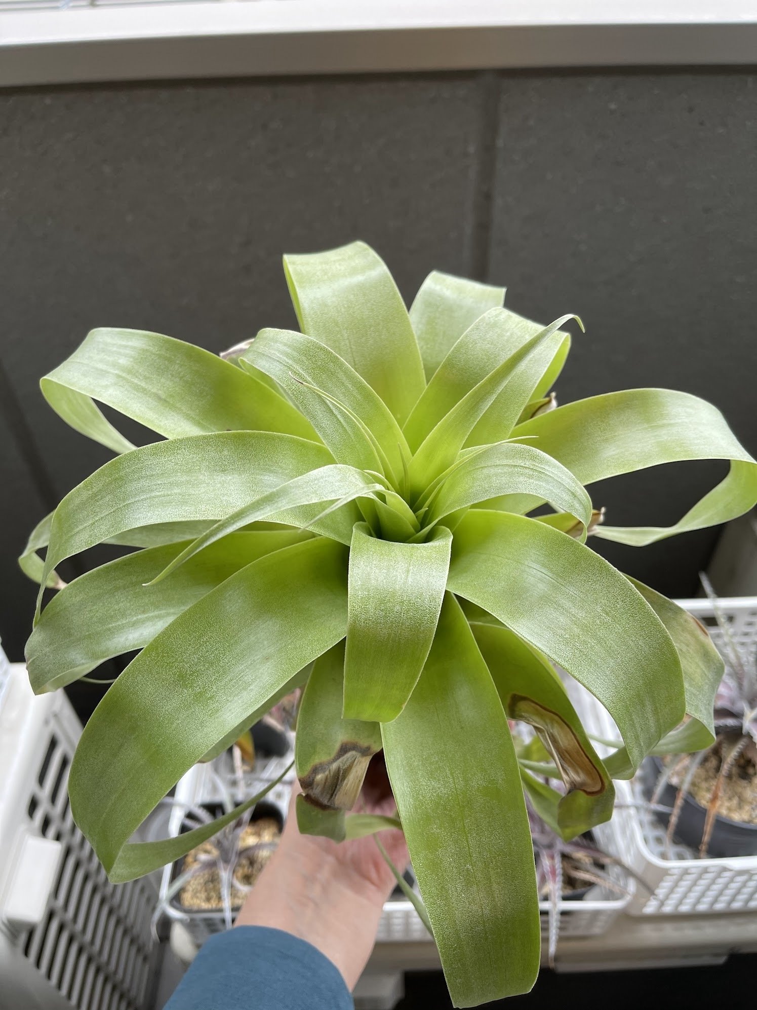 超希少❗️交配種❗️チランジア サマンサ✨ 超希少❗️交配種