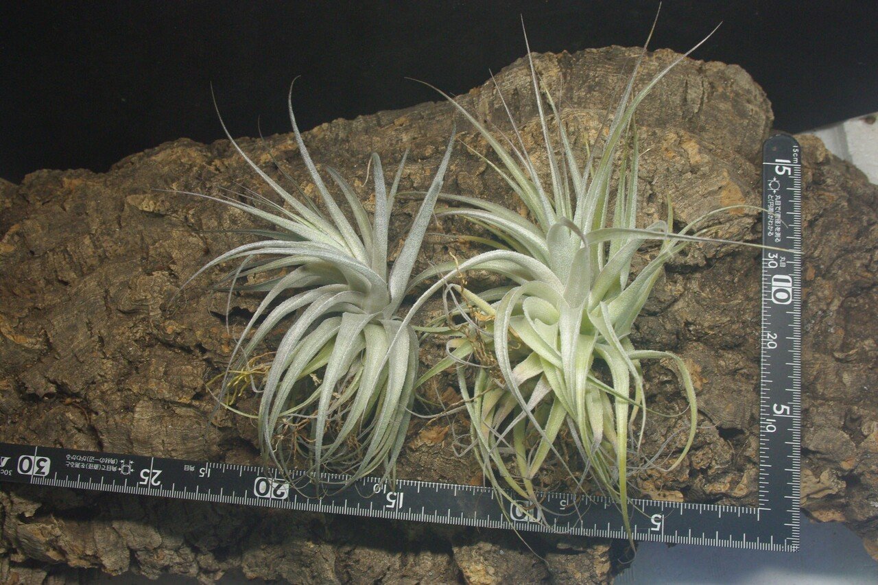 チランジア入荷リスト2/6｜NatureGarden🌿神田