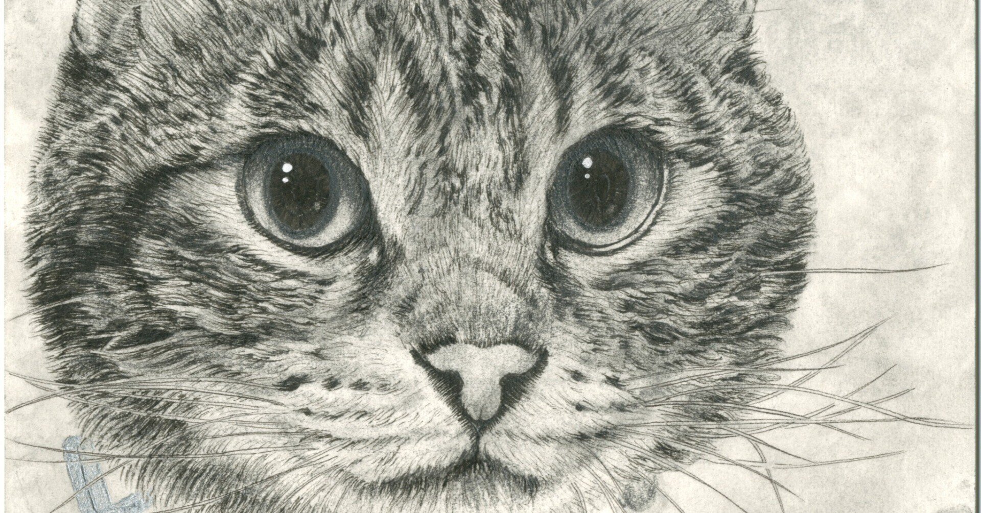 今週の猫】 Cat of the Week 2026/2/27｜山田貴裕