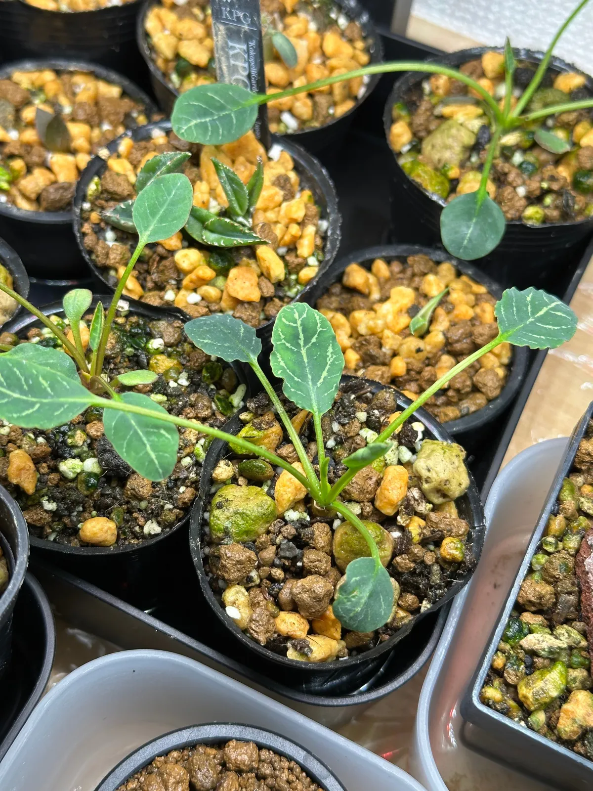 発芽報告/Euphorbia guillauminiana (ユーフォルビア ギラウミニアナ