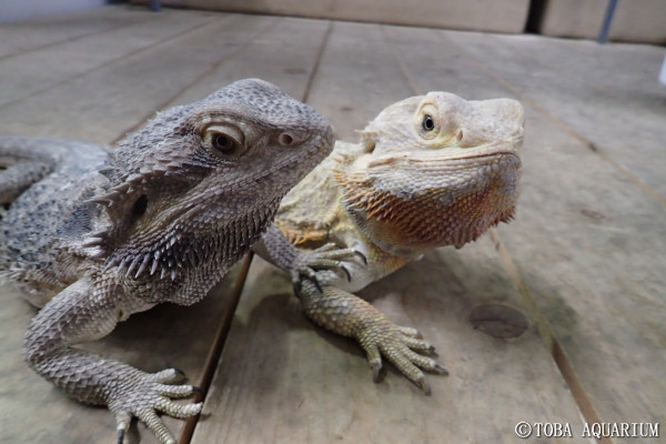 嬉しいご報告！フトアゴヒゲトカゲが産卵しましたよ。 | 鳥羽水族館