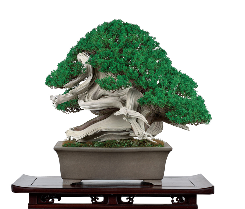 真柏（しんぱく）│盆栽、盆栽書籍、盆栽鉢の通販│近代出版