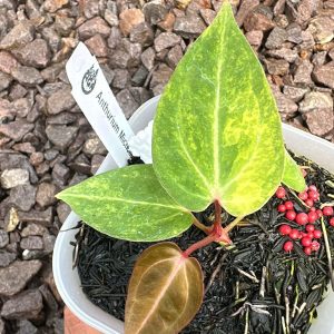 Anthurium Michelle variegated X Ace of Spades Indonesia Variegated