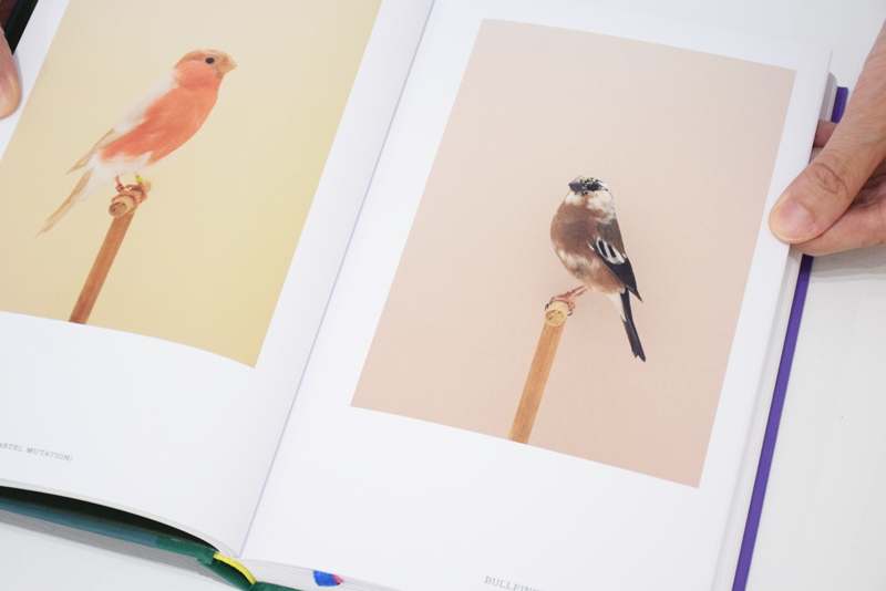 An Incomplete Dictionary of Show Birds Vol.2 / Luke Stephenson ON