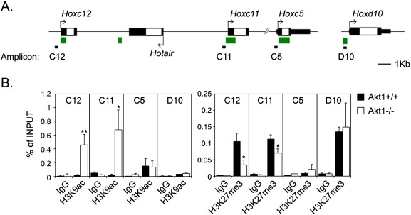 Akt1 mediates the posterior Hoxc gene expression through