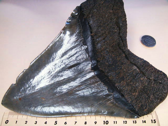 化石ギャラリー｜メガロドンの歯