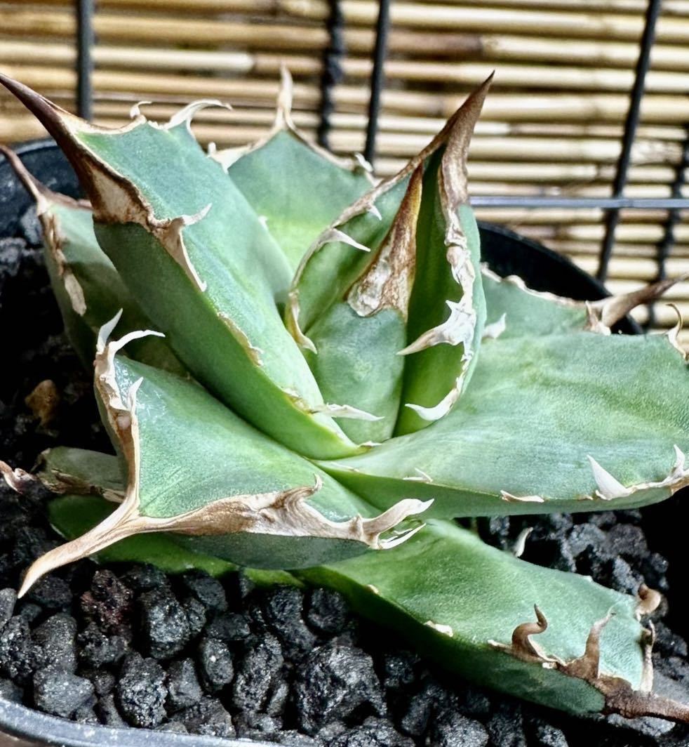 アガベ チタノタ トリケラトプス triceratops 白犀牛 シロサイ 【公式