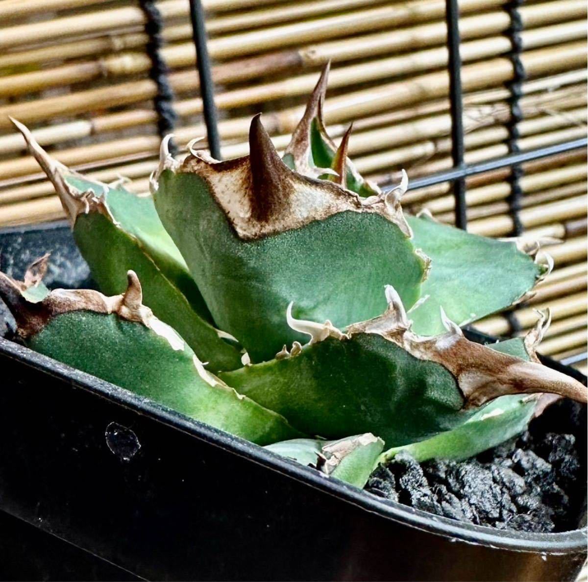 アガベ チタノタ トリケラトプス triceratops 白犀牛 シロサイ 【公式