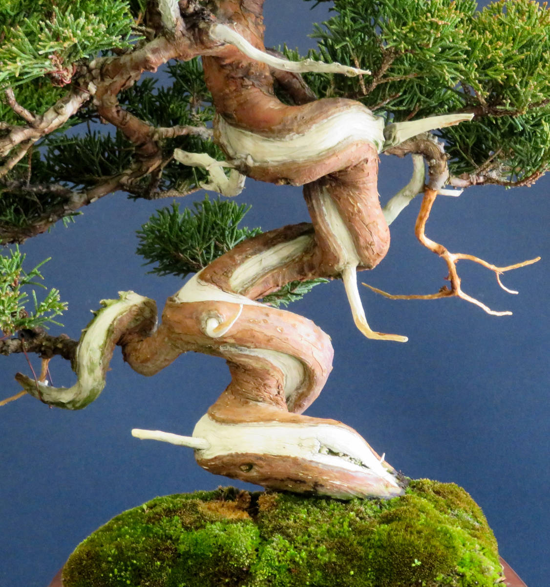 Yahoo!オークション - 盆栽 中品 極上葉性 捻転 糸魚川真柏 樹高34cm