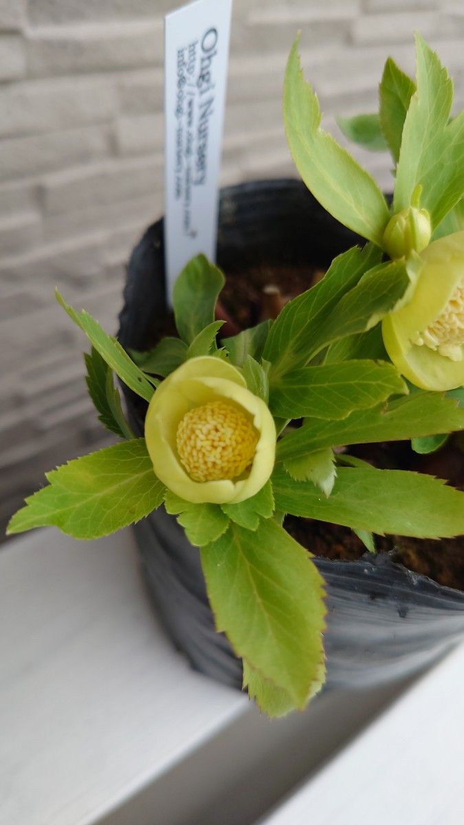 超希少 クリスマスローズ 大木ナーセリー オーレア系グリーン 認定「玉