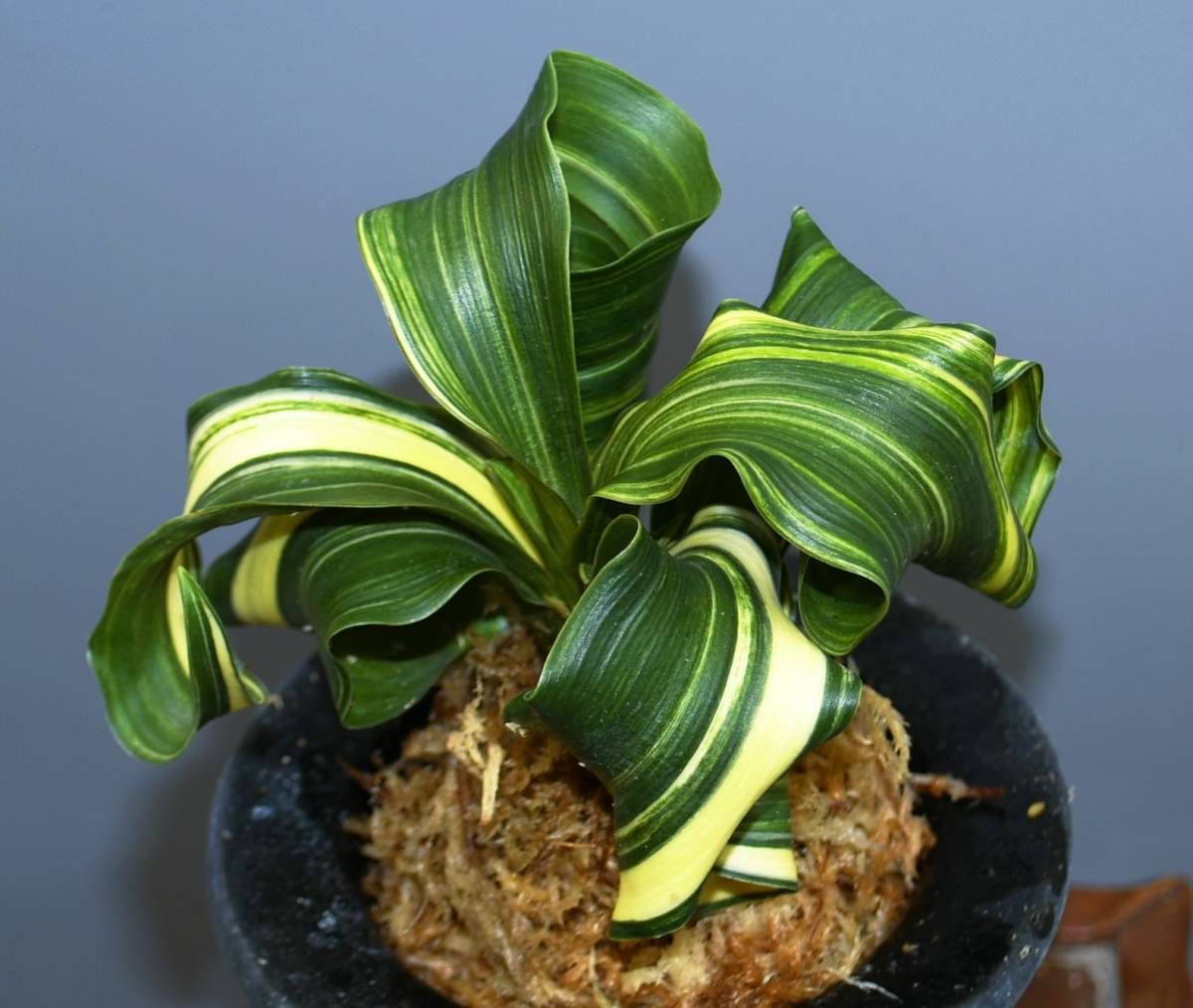 Yahoo!オークション - 万年青 獅子『縞獅子』6枚葉 おもと 春蘭 中国蘭