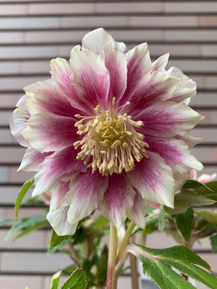 Yahoo!オークション - クリスマスローズ ソレイユ ダブル 広瀬園芸 開