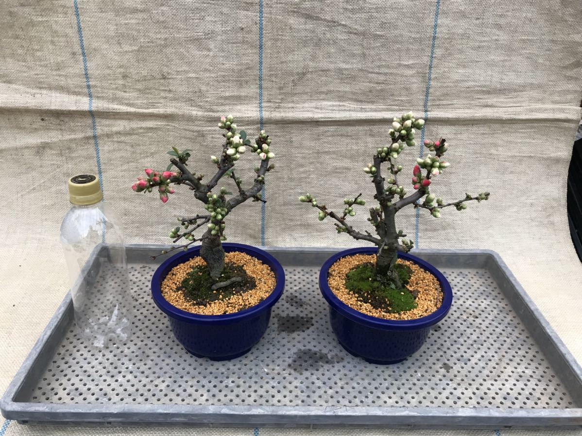 ボケ・放春花 安田錦(咲分け保証品) 5号鉢6本セット｜Yahoo!フリマ（旧