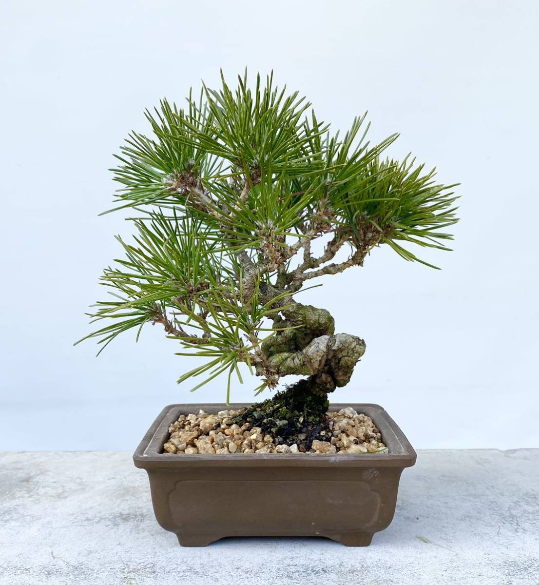 Yahoo!オークション - 白木盆栽園 黒松 盆栽 素材 黒松赤松五葉松真柏