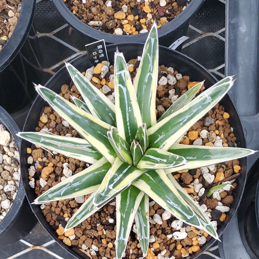 アガベ 笹の雪 ロッキー 白山 仔株｜Yahoo!フリマ（旧PayPayフリマ）