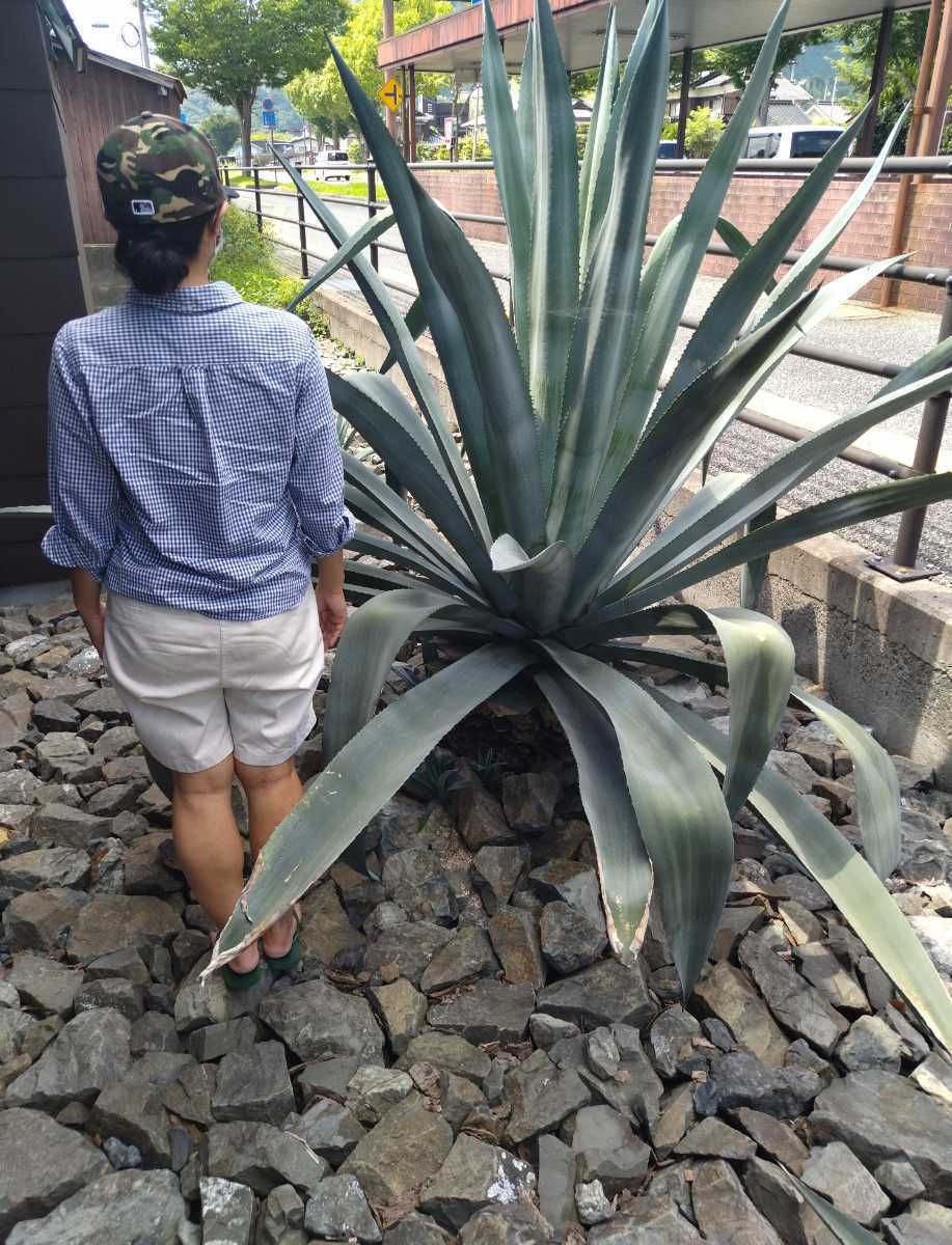 Yahoo!オークション - アガベアメリカーナ“オアハカセンシス”v.oaxac