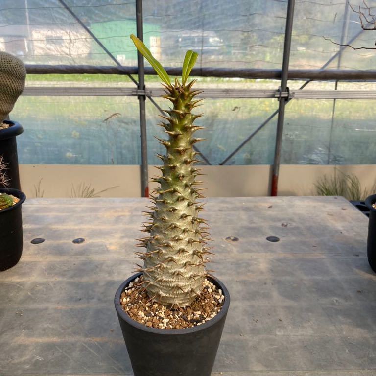 Yahoo!オークション - パキポディウム アンボンゲンセ 実生7年生 大株