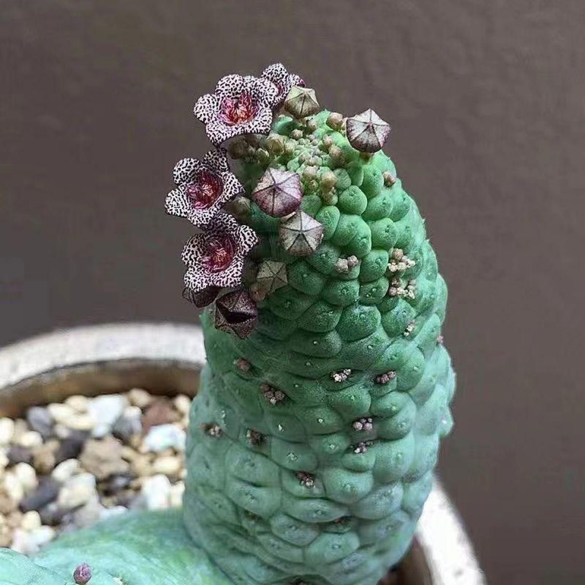 仏頭玉 希少ラリレアキア カクティフォルメ ガガイモ 2本セット｜Yahoo