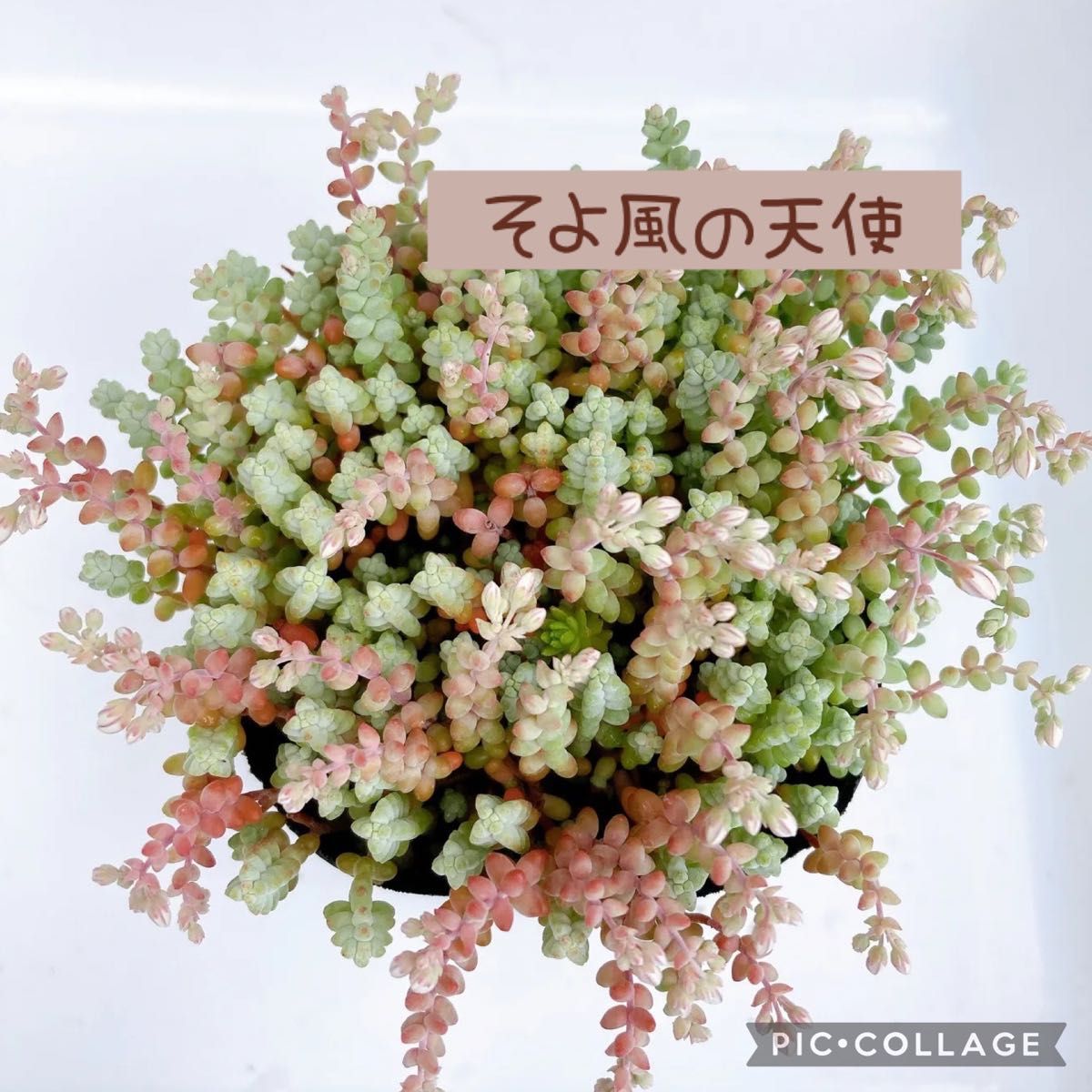 多肉植物 希少レアセダム ブレビフォリウム そよ風の天使 カット苗