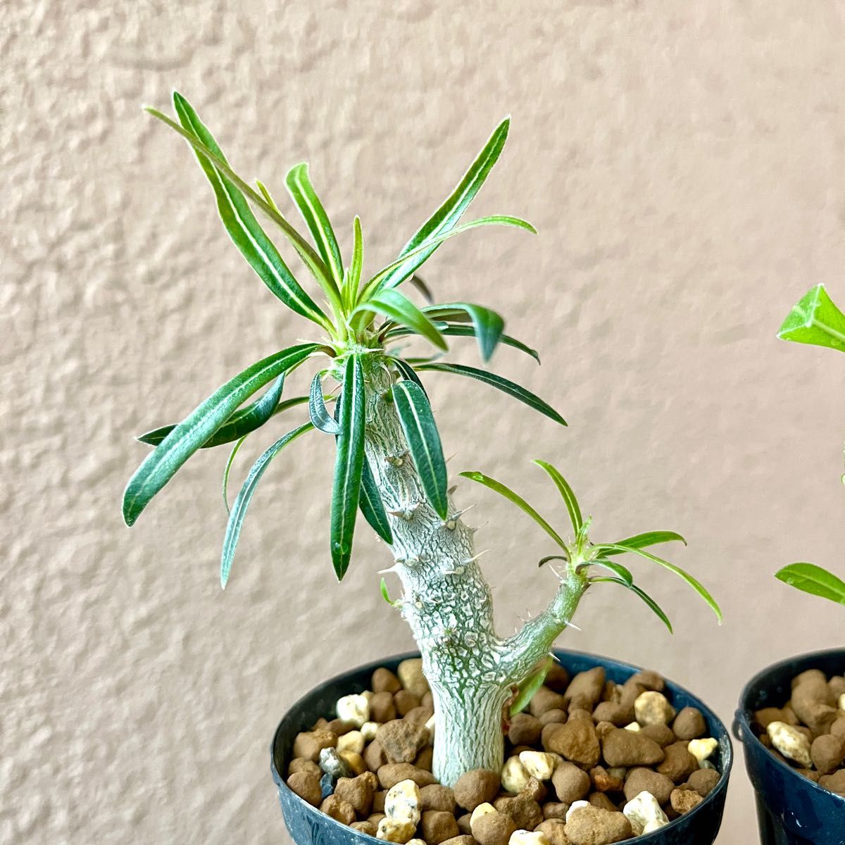 超人気パキポディウム3種】実生2年目グラキリス/恵比寿笑い1｜Yahoo