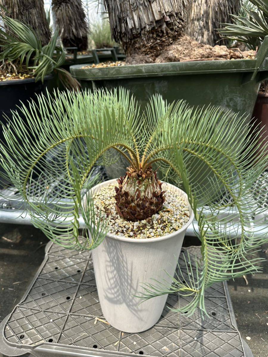 Yahoo!オークション - Cycas couttsiana サイカス コッツシアーナ 希少