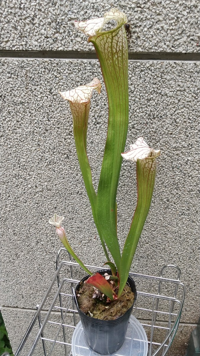 Yahoo!オークション - サラセニア ビッグ ホワイト 食虫植物