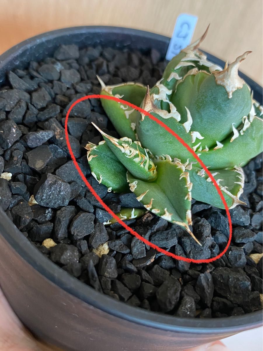 アガベ チタノタ CJ-Special 子株 / 検索）ホオジロザメ 大白鯊｜Yahoo