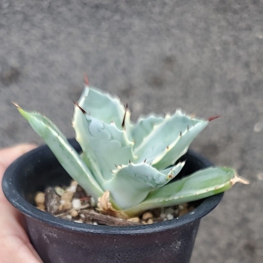 アガベ アトミックゴールド雷帝錦｜Yahoo!フリマ（旧PayPayフリマ）