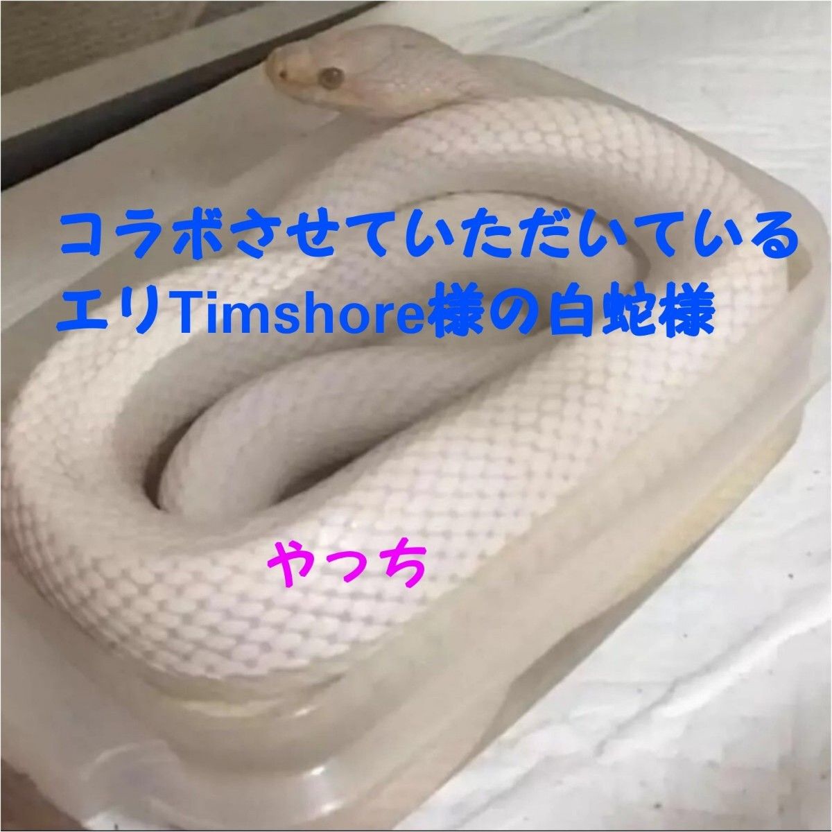 297m》 白蛇の脱け殻&パイソン本革 ストラップ ∞無限の富