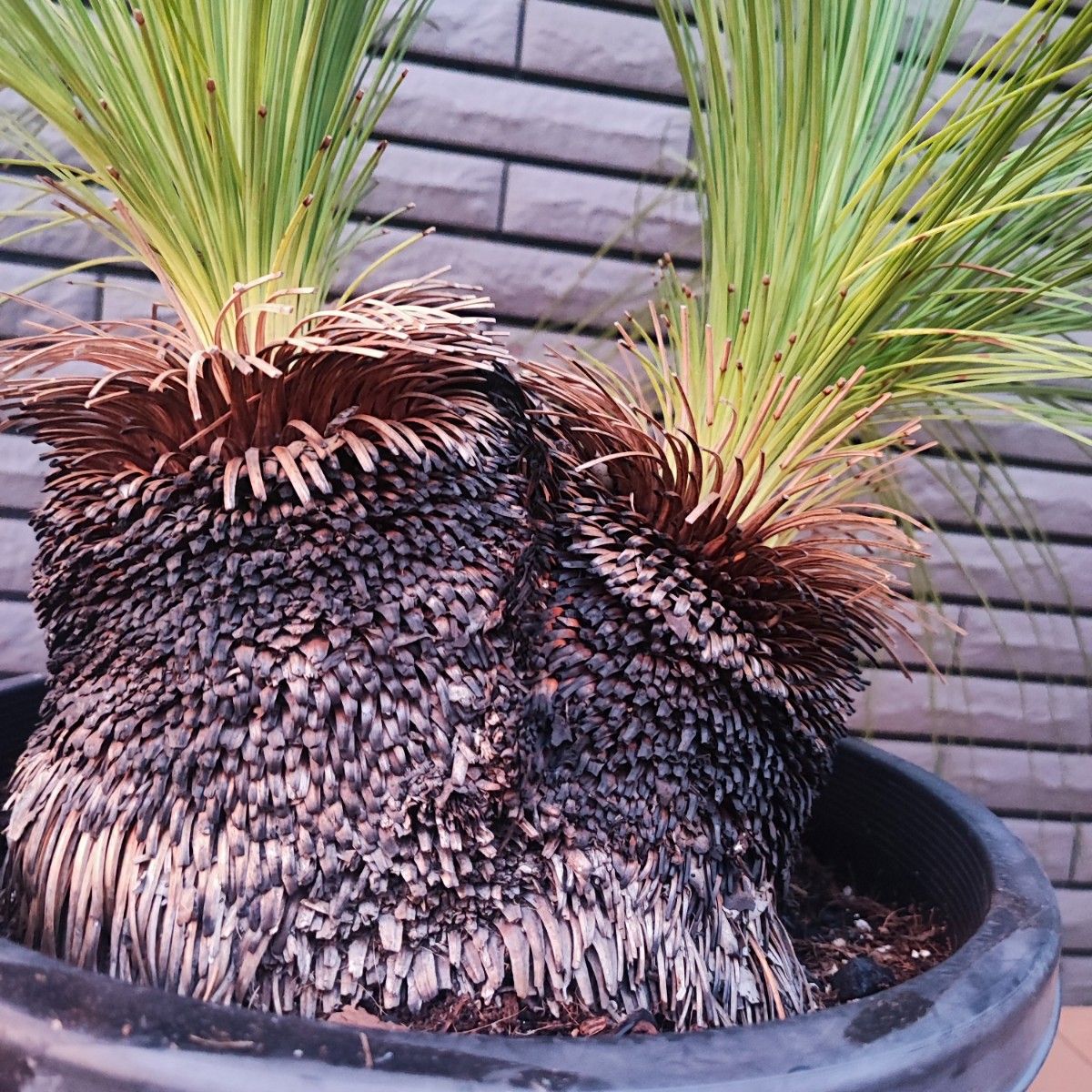 クサントロエア ジョンソニー ダブルヘッド Xanthorrhoea johnsonii