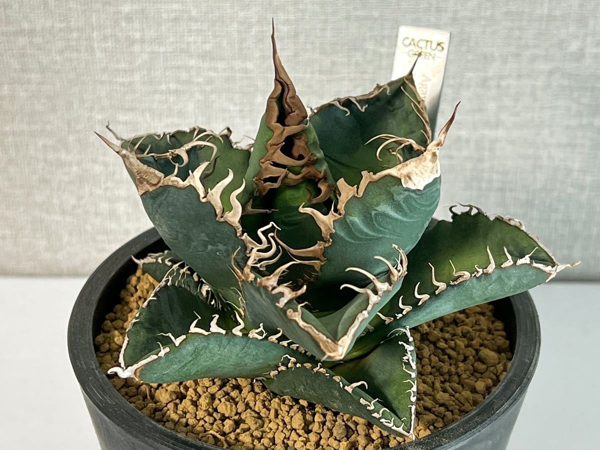 Yahoo!オークション - アガベ スーパーチタノタ バケモノ 悪魔くん シ