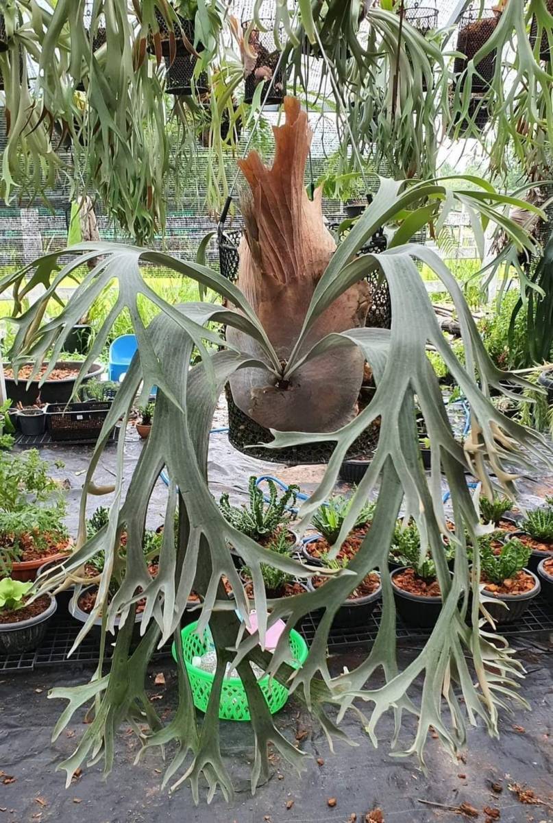 P White Wing (P willinckii x P Diversifolium) @bikamori com