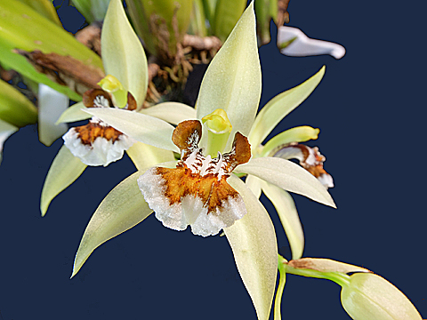 洋蘭 洋ラン〕原種 セロジネ レンチギノーサ（Coelogyne lentiginosa