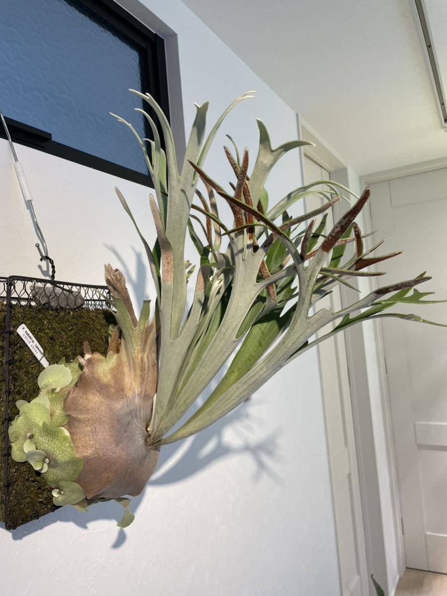 Yahoo!オークション - P.veitchii'Lemoinei' ビカクシダ レモイネイ 株