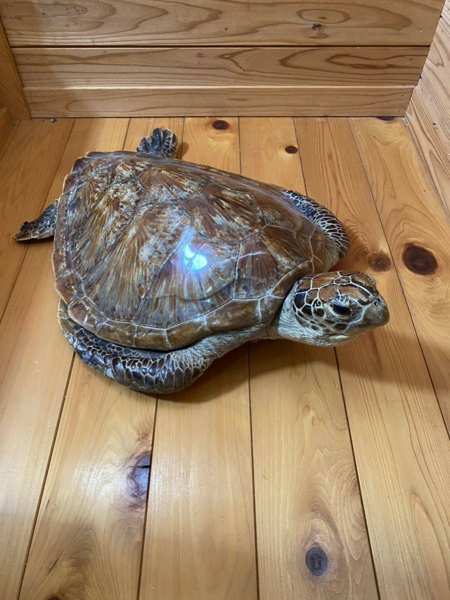 Yahoo!オークション - ウミガメ カメ 亀 剥製 はく製 飾り物 全長約60