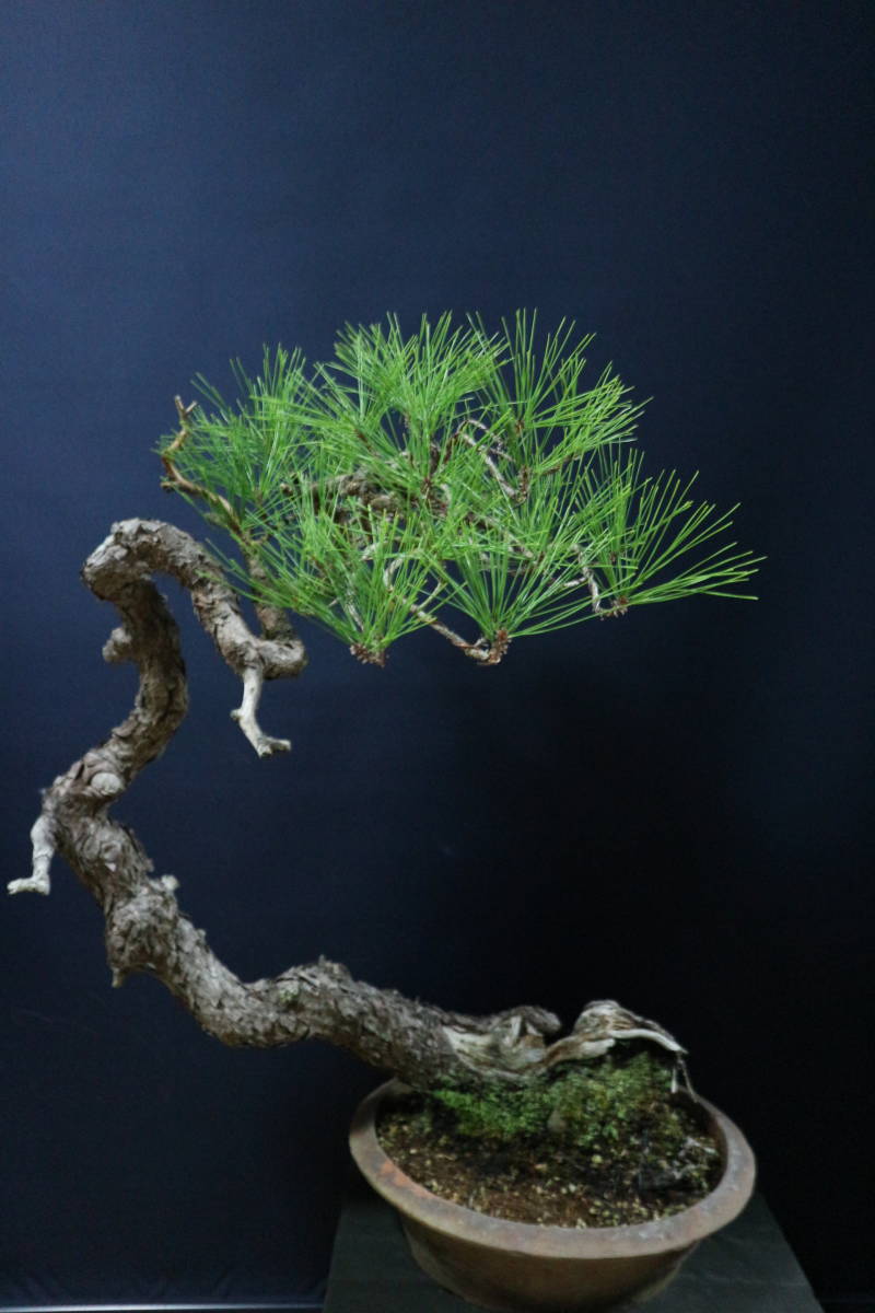 Yahoo!オークション - 信州赤松模様木文人盆栽 植木鉢 山木 樹高67cm