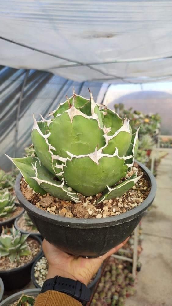 アガベ Fo076 シロアリ 白蟻 ボールタイプ アガベ Fo076 シロアリ 白蟻