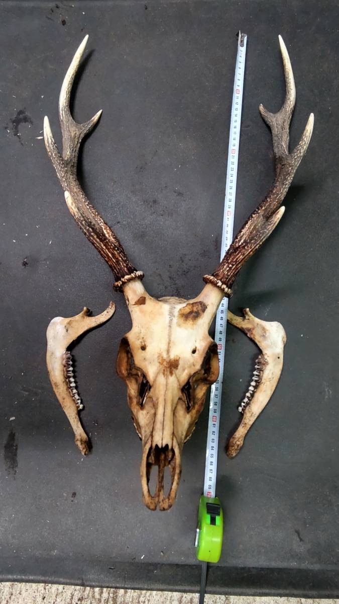 角大きめ ハンティングトロフィー 鹿 シカ 頭蓋骨 角 ツノ ニホンジカ