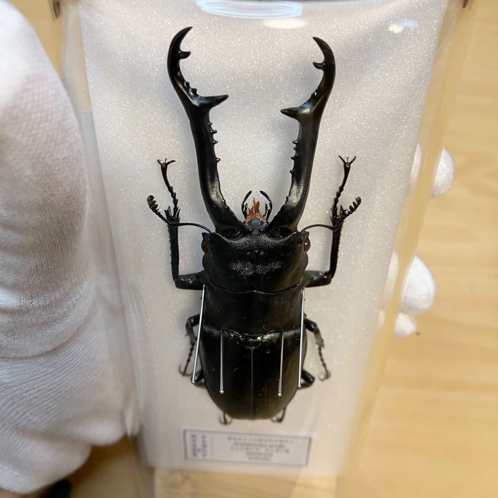 昆虫標本】ギラファノコギリクワガタ ガラスケース入り｜Yahoo!フリマ