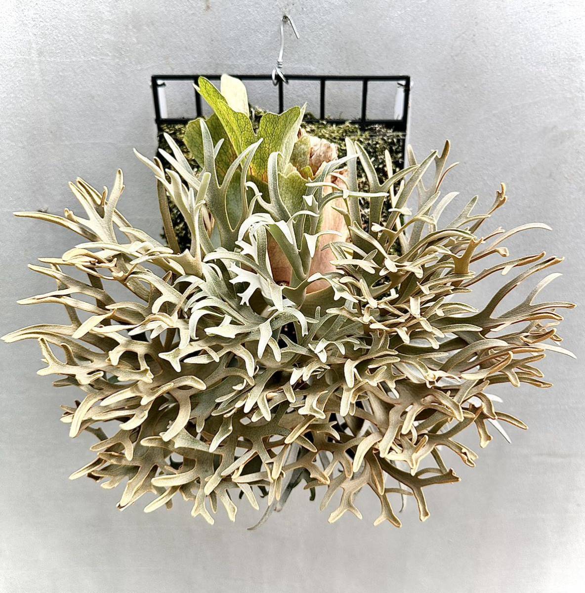 Yahoo!オークション - P. willinckii '金童' ウィリンキー 【vandaka】