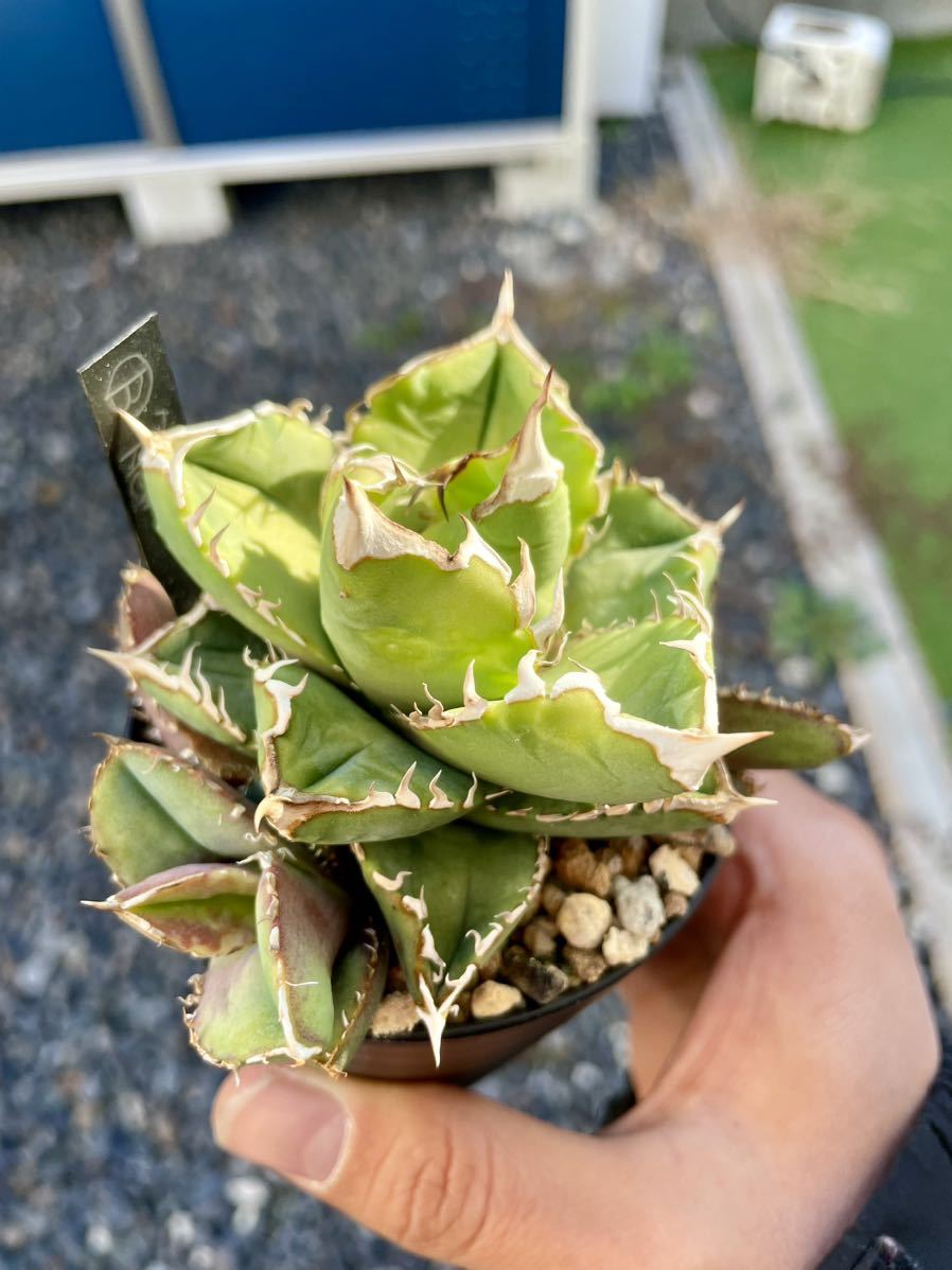 Yahoo!オークション - 子株 Agave Titanota New Type B studs アガベ